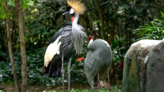 A striking grey crowned crane standing on rocks amidst lush greenery in a natural setting.