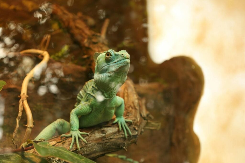 A vibrant green plumed basilisk sits on a branch in a terrarium in Budapest, Hungary.