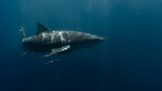 A great white shark swimming in the deep blue ocean, showcasing the beauty of marine life.