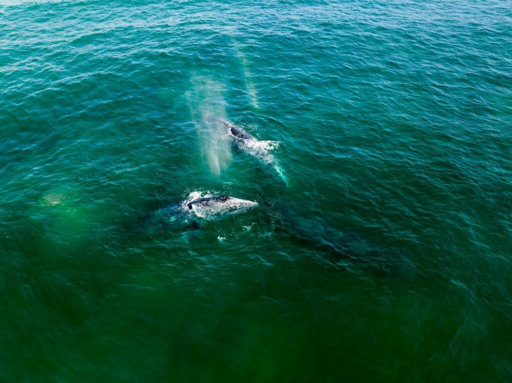 Aerial view of gray whales swimming in the turquoise waters near Todos Santos, Mexico.