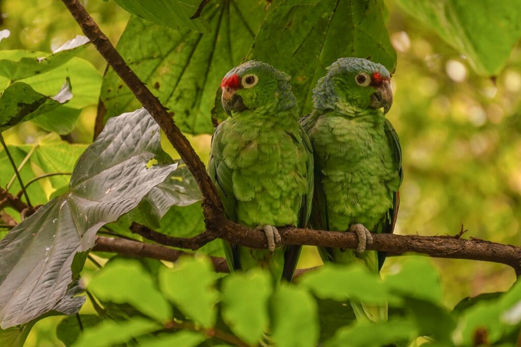 Two Amazon Parrots parrots perched on a branch amidst lush foliage in Pereira, Colombia.