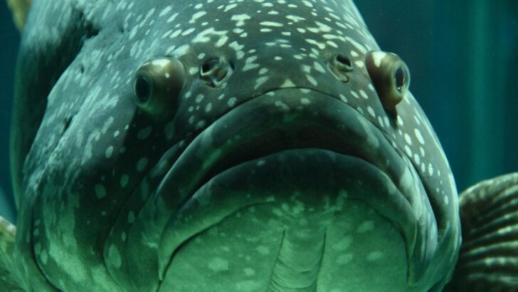 The Fish That Can See in Two Directions at Once