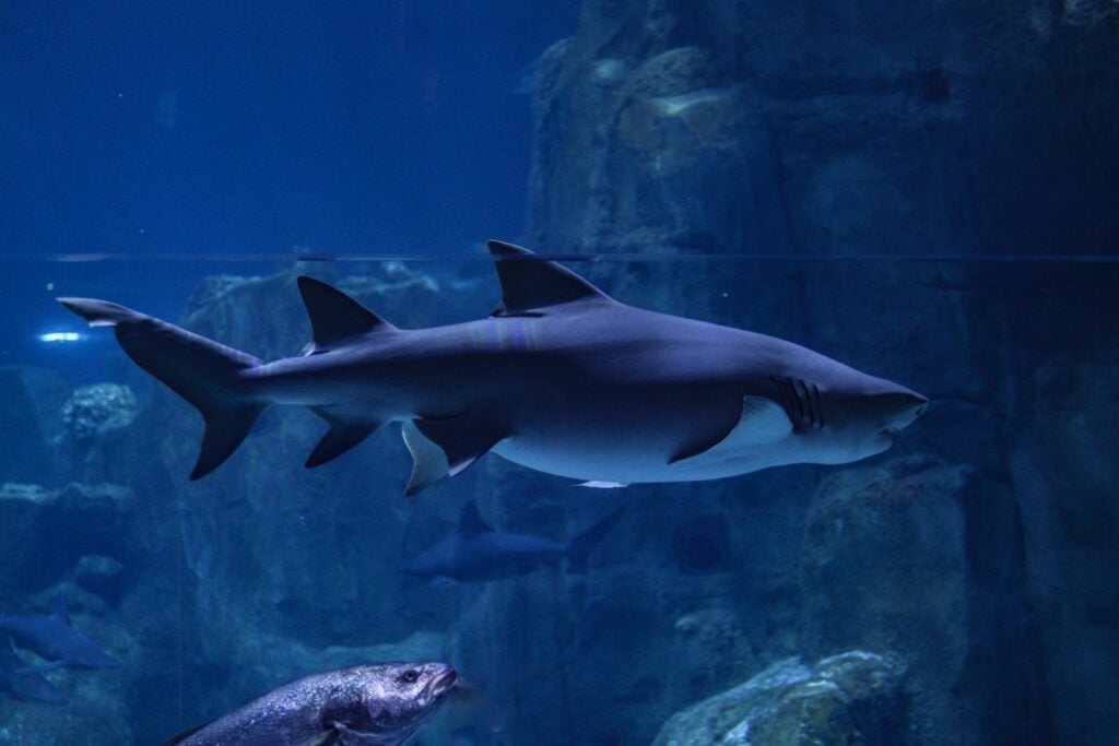 A magnificent shark glides gracefully in an aquarium, showcasing marine life in crystal-clear water.
