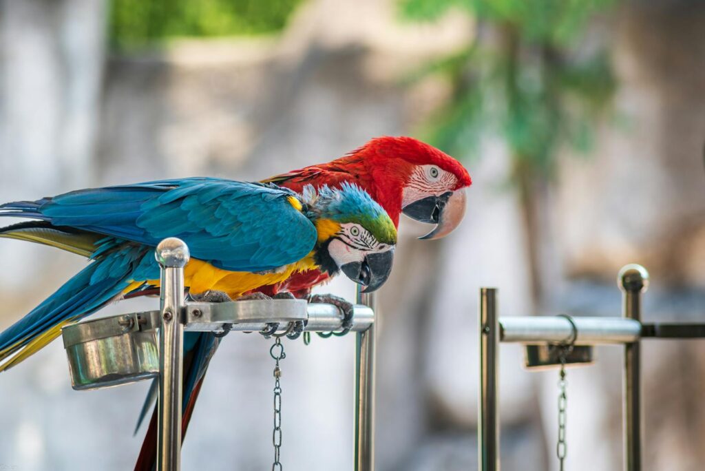 Close-up of colorful macaws perched on metal stands in a lush outdoor setting.