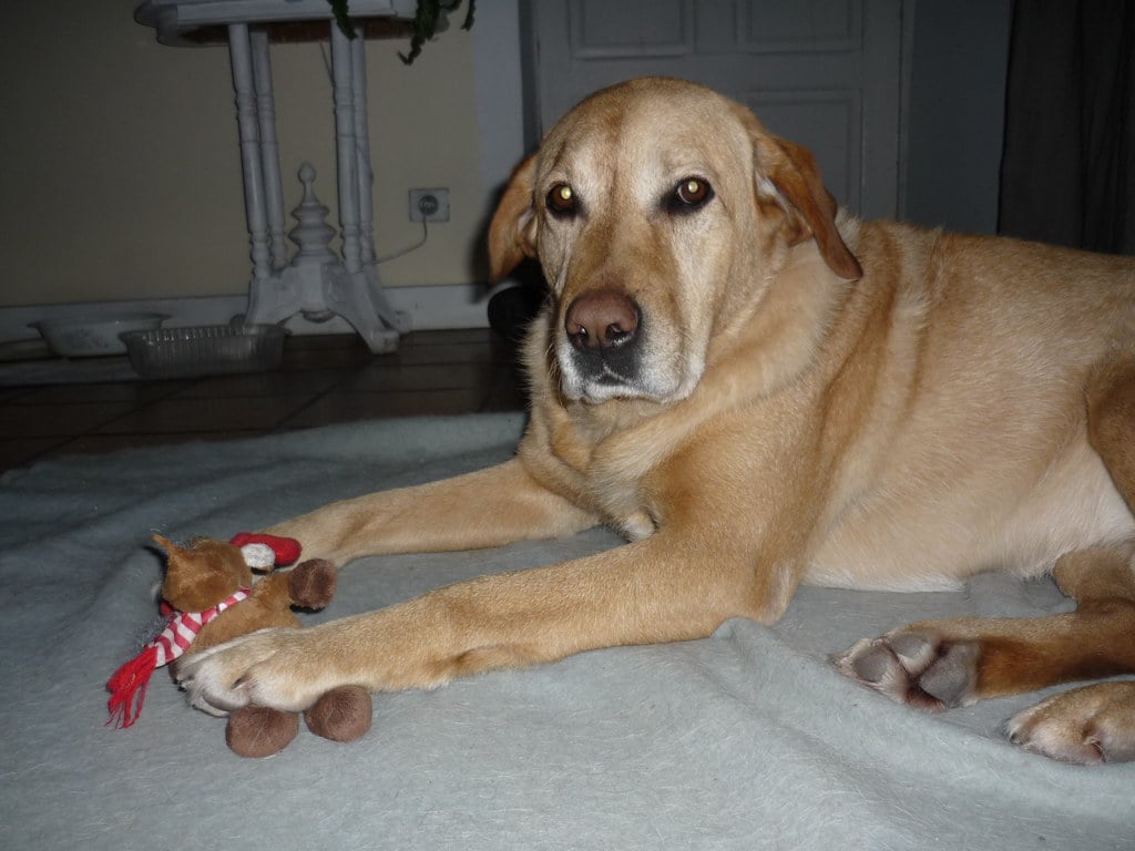 Labrador Retriever (image credits: flickr)