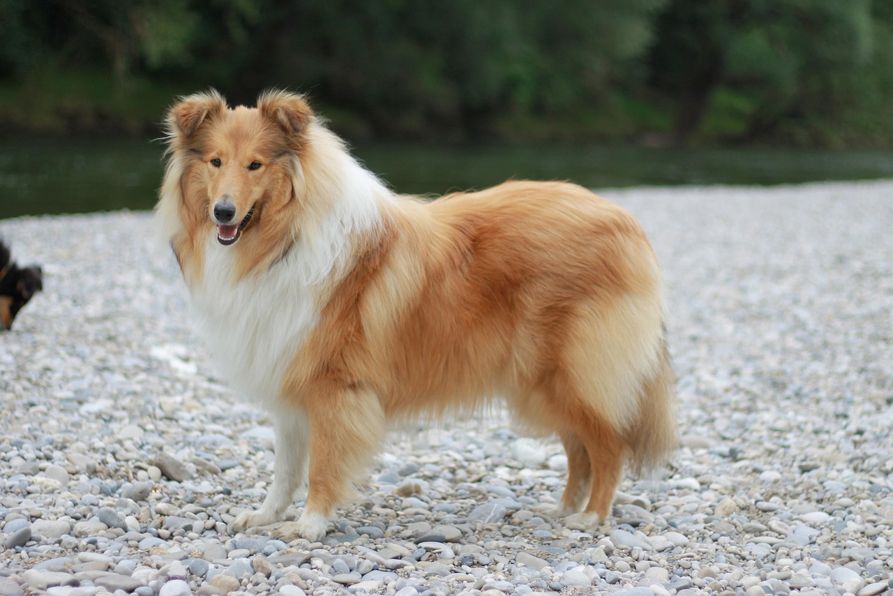 Rough Collie (image credits: pixabay)
