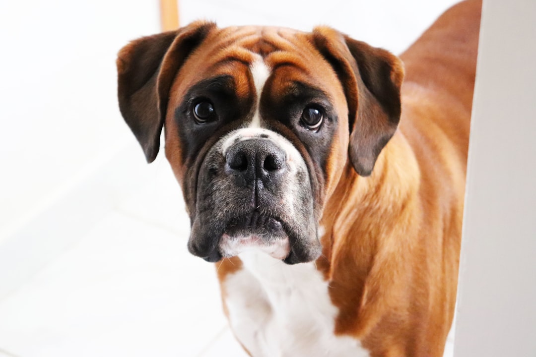 Boxer (image credits: unsplash)