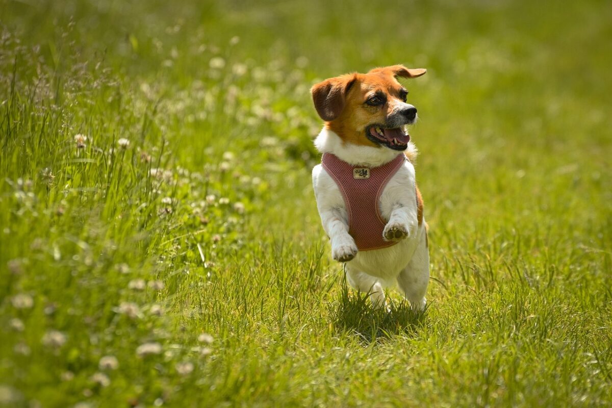 Beagle