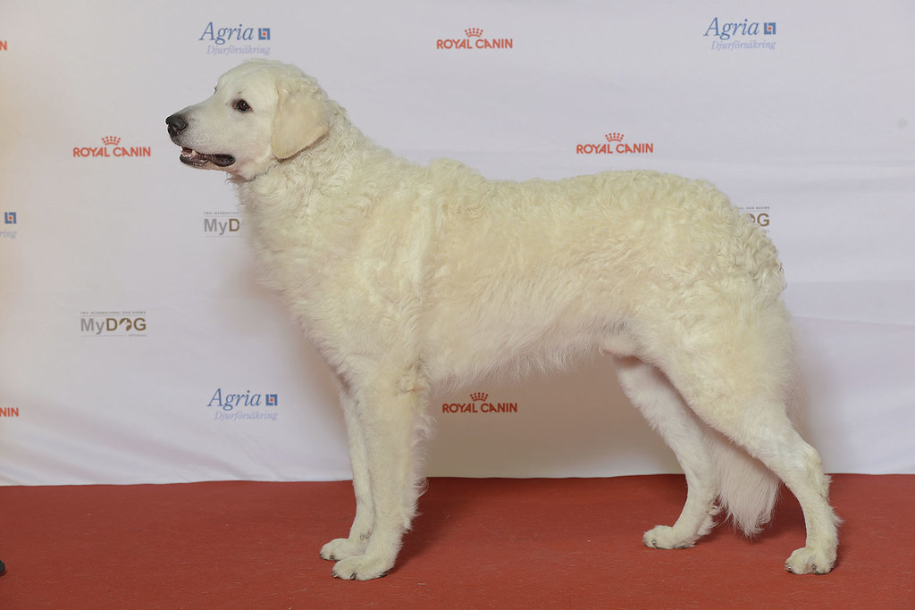Kuvasz (image credits: flickr)