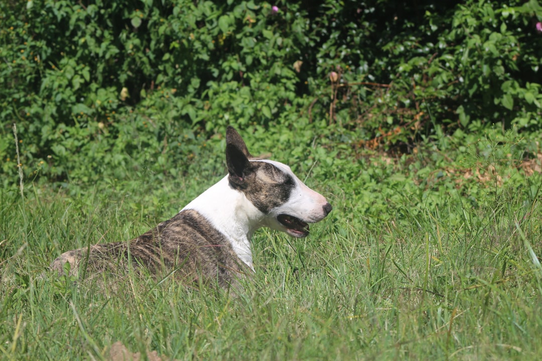 Bull Terrier (image credits: unsplash)