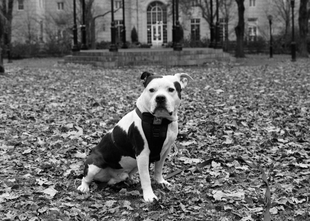 Staffordshire Bull Terrier (image credits: flickr)
