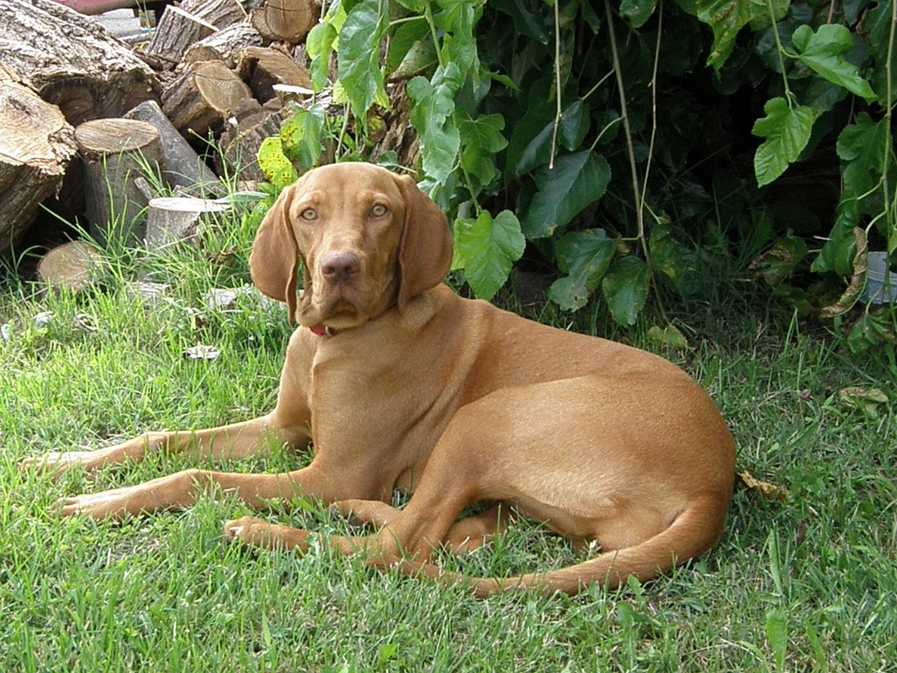 Vizsla (image credits: pixabay)