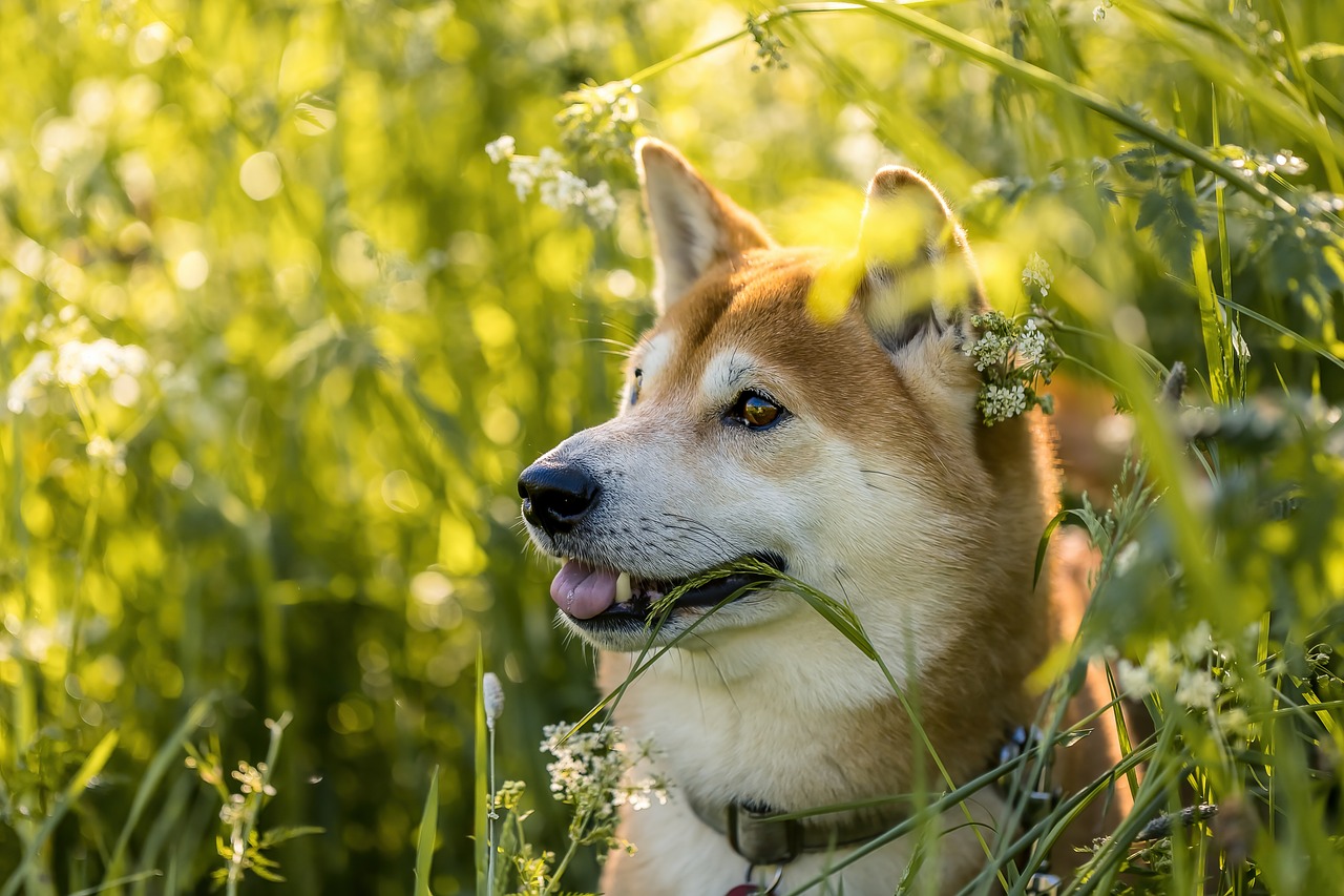 Shiba Inu (image credits: pixabay)