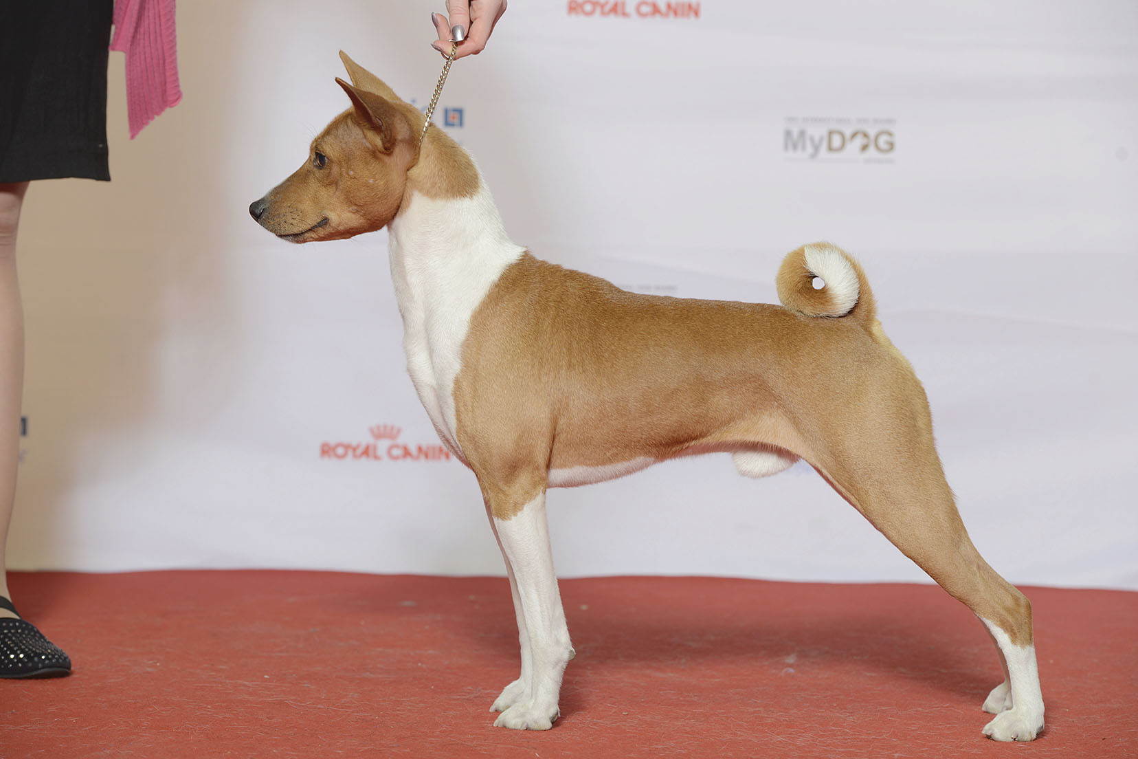 Basenji (image credits: wikimedia)