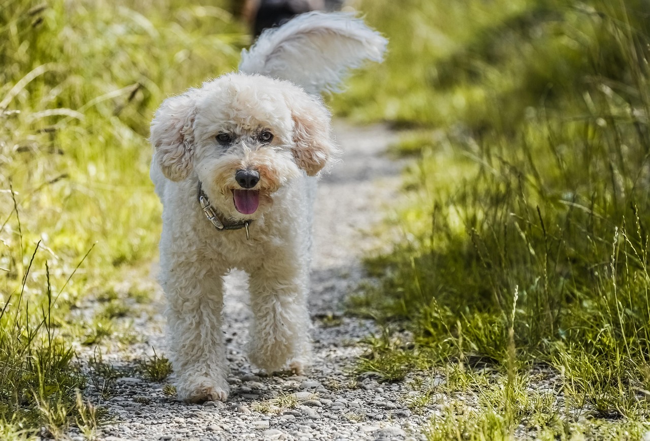 Poodle (image credits: pixabay)