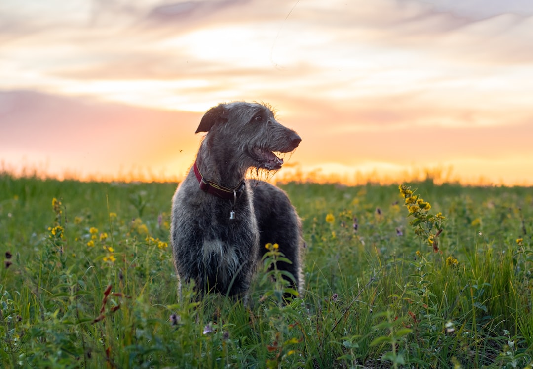 Irish Wolfhound: The Gentle Giant (image credits: unsplash)