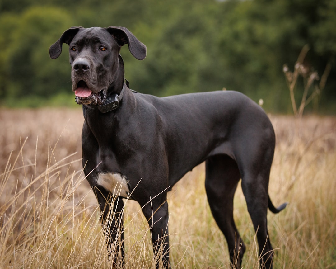 Great Dane: Gentle Giant Supreme (image credits: unsplash)