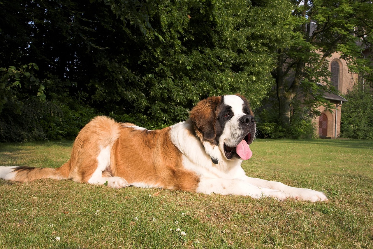 Saint Bernard: Patient Mountain Dog (image credits: pixabay)