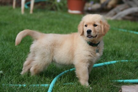 6 Friendliest Dogs That Love People