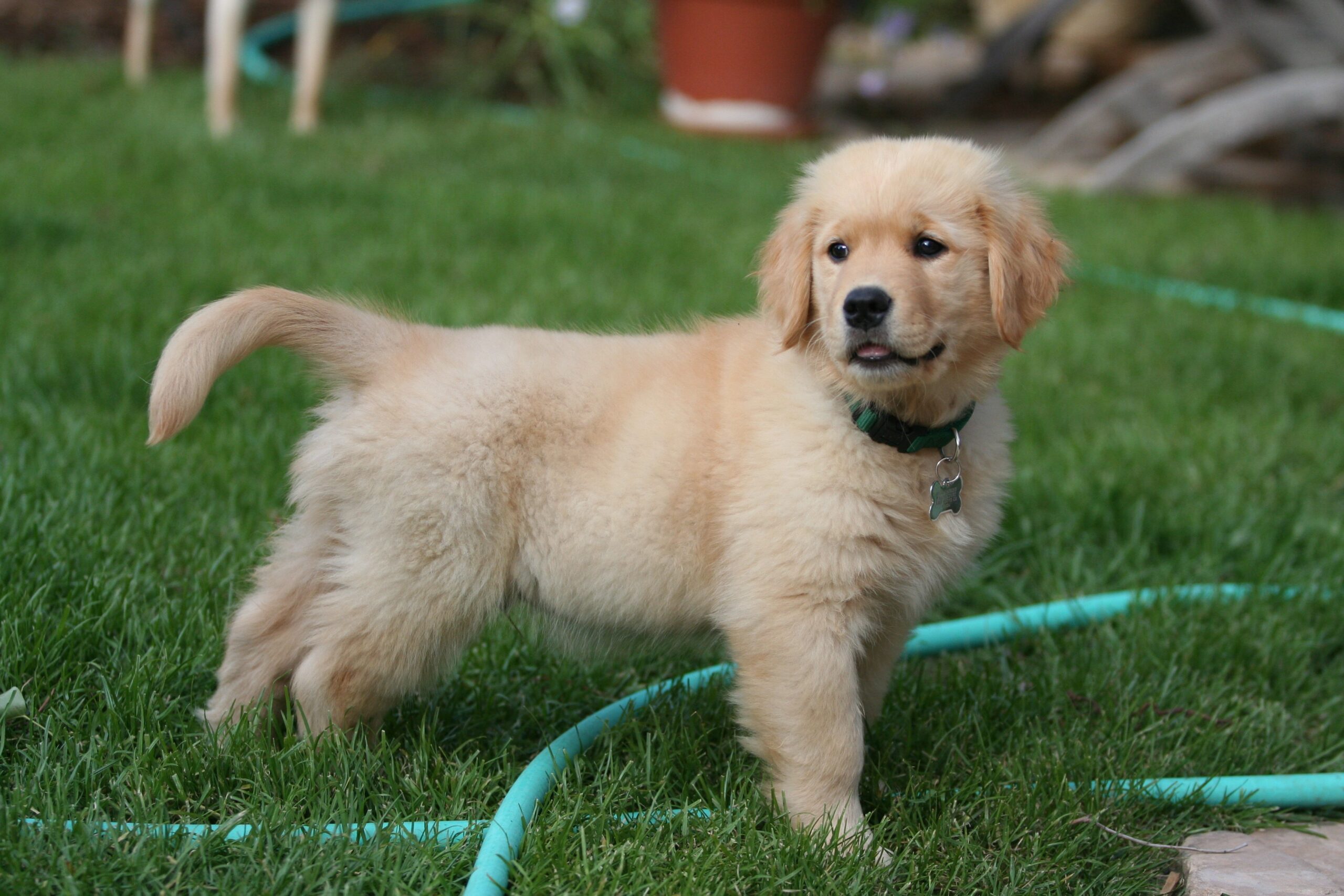 Golden Retriever: The Eternally Optimistic (image credits: wikimedia)