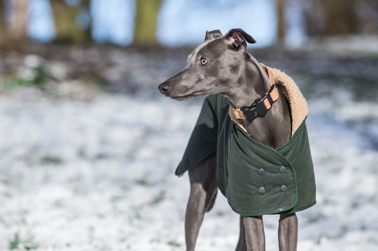 Whippet: The Quiet Speedster (image credits: pixabay)