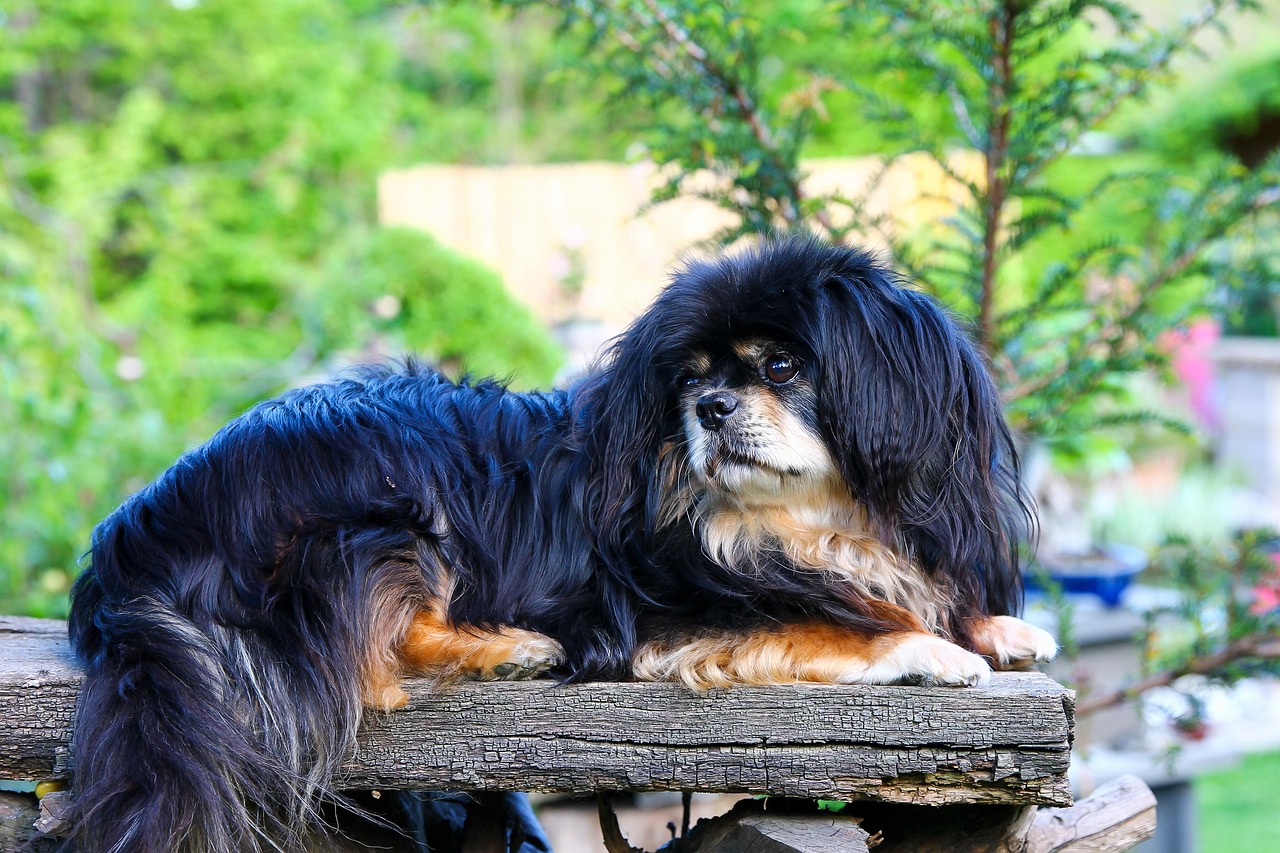 Tibetan Spaniel: The Monastery Monk (image credits: pixabay)