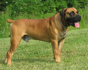 Boerboel: The Calm Guardian (image credits: wikimedia)