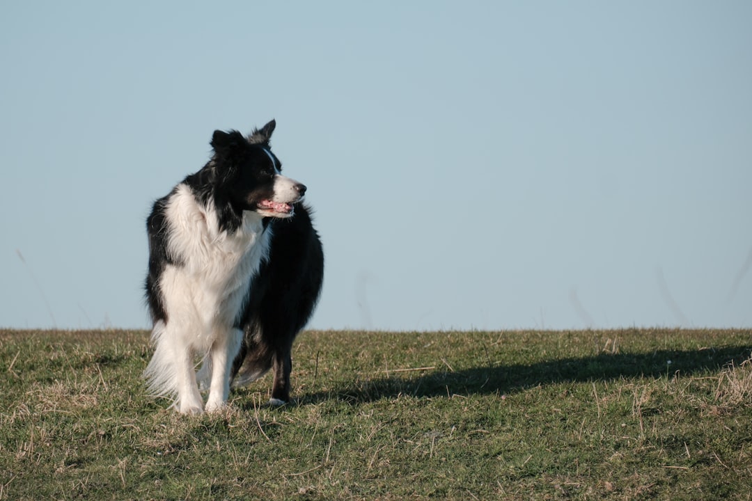 Border Collie: The Overthinking Genius (image credits: unsplash)