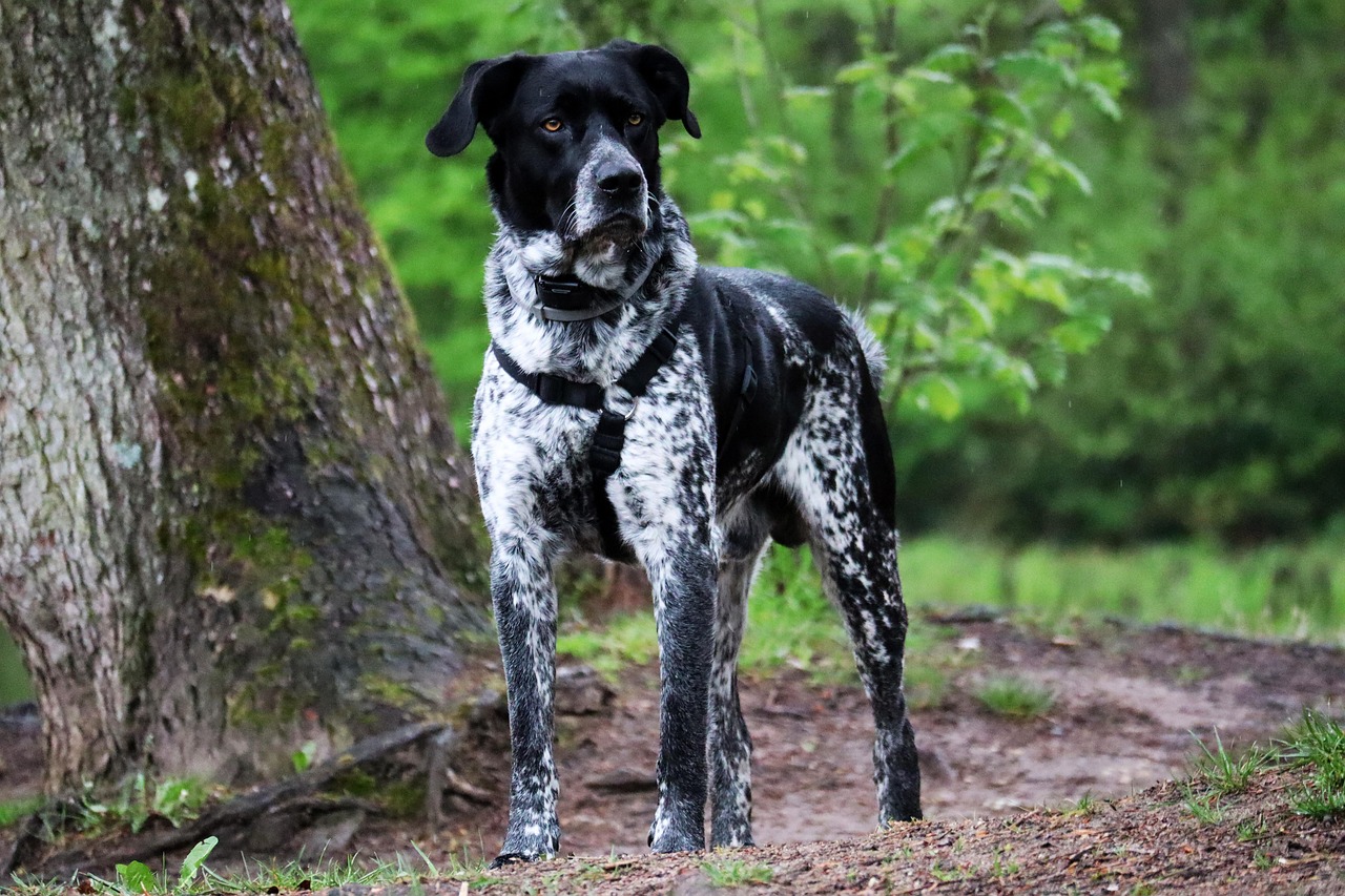 German Shorthaired Pointer: The Restless Hunter (image credits: pixabay)