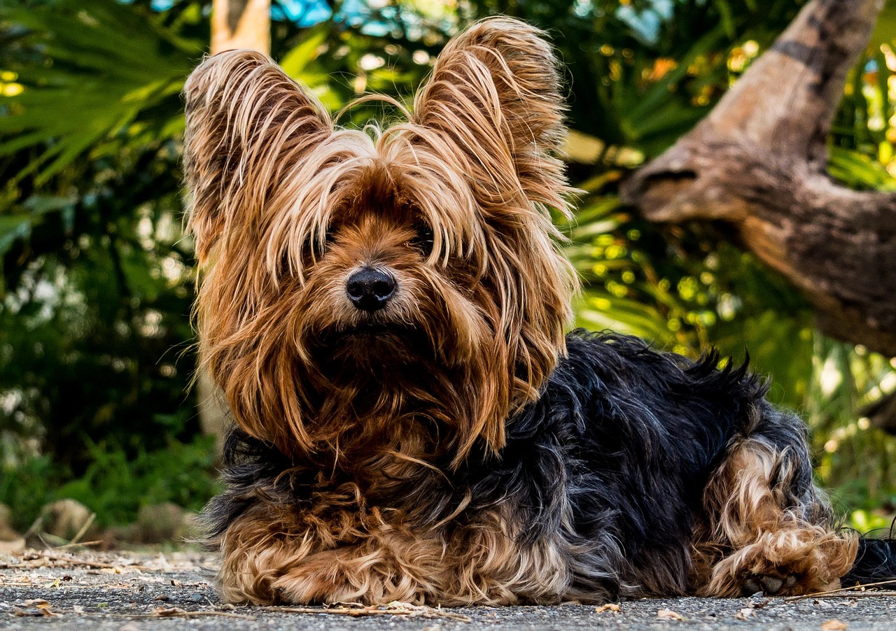 Yorkshire Terrier: The High-Strung Fashionista (image credits: pixabay)