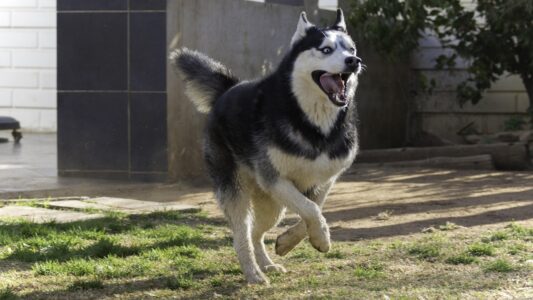 15 Goofy Dog Breeds That Will Keep You Laughing Forever