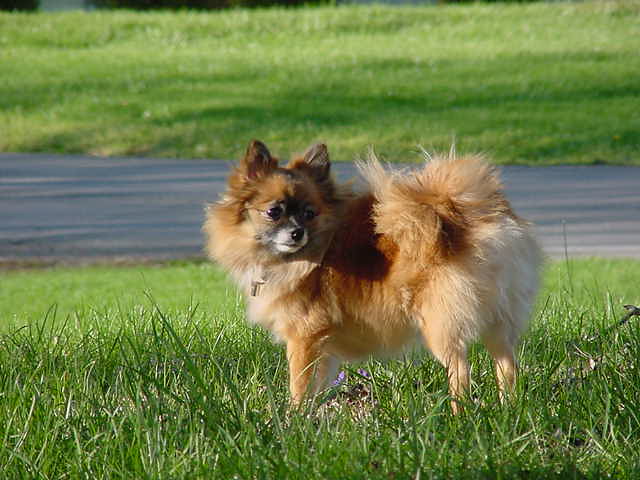 Pomeranian: The Fluffy Firecracker (image credits: flickr)