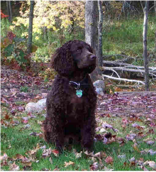 American Water Spaniel: Wisconsin's Waterfowl Expert