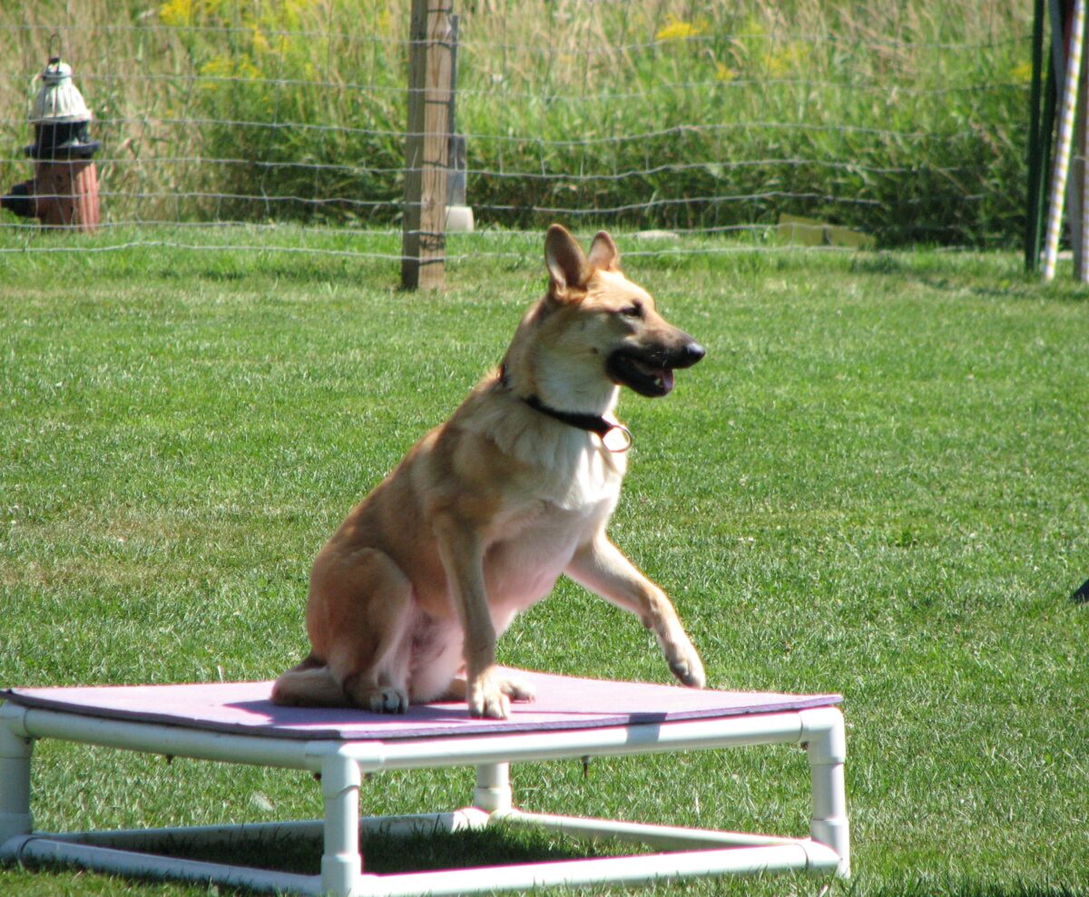 Chinook: The Gentle Giant