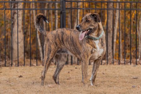 21 Dog Breeds Only Found In America