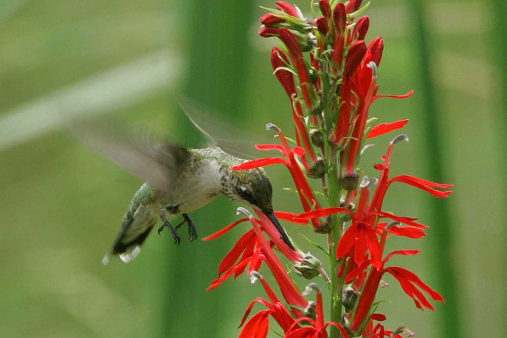 Cardinal Flower - Nature's Hummingbird Cup (image credits: flickr)