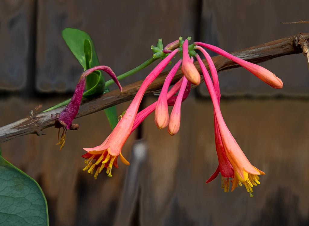 Trumpet Vine - The Climbing Sensation (image credits: flickr)