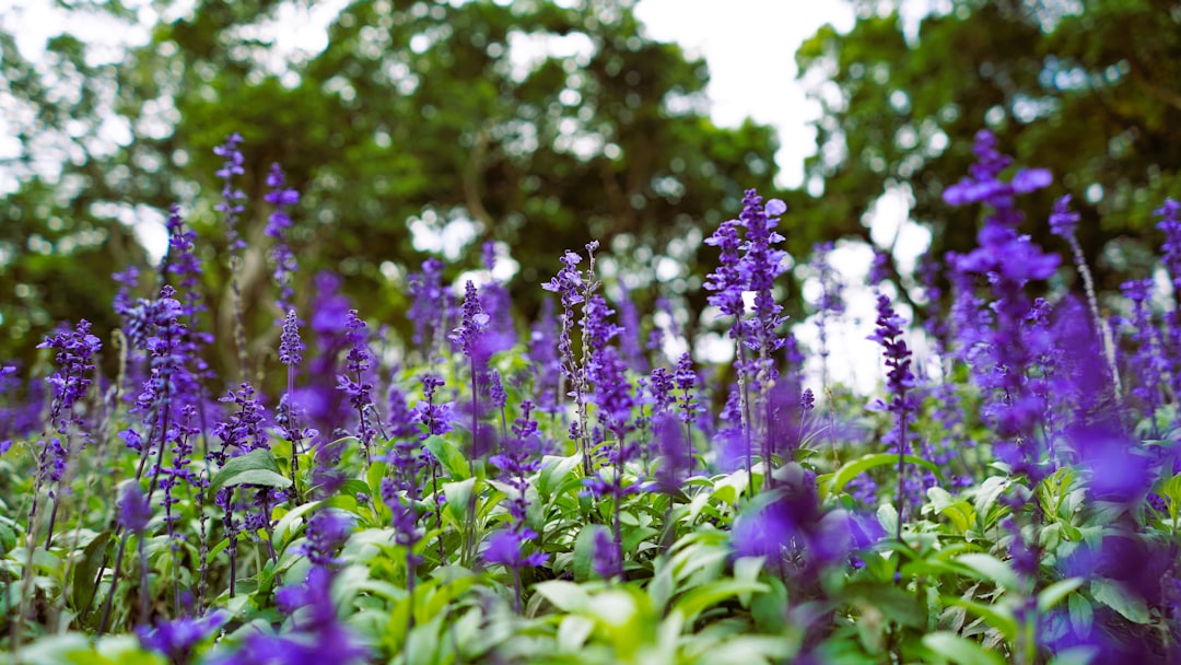 Salvia - The Versatile Powerhouse