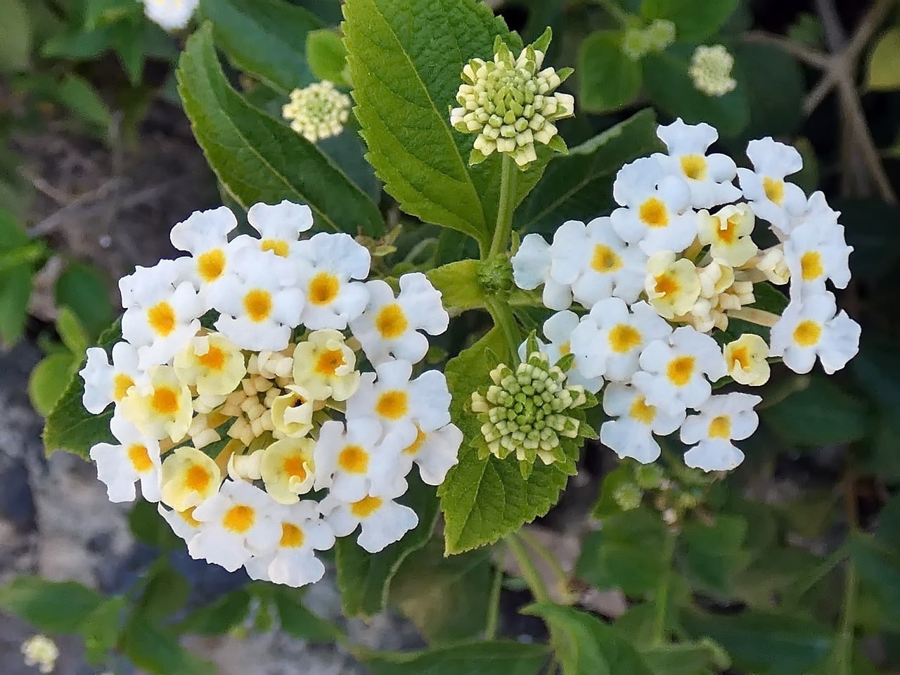 Lantana - The Drought-Defying Dynamo (image credits: pixabay)