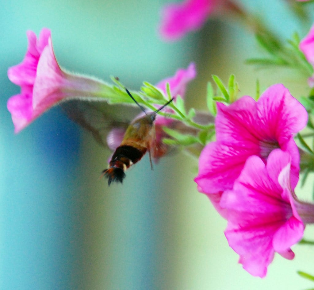 Petunias - The Container Garden Star (image credits: flickr)