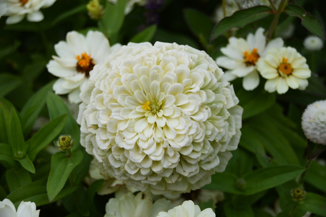 Zinnias - The Cheerful Crowd-Pleaser