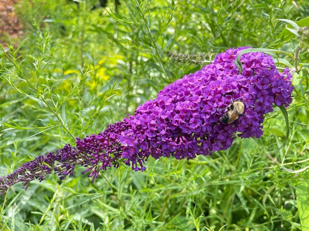 Butterfly Bush - The Long-Season Bloomer (image credits: unsplash)