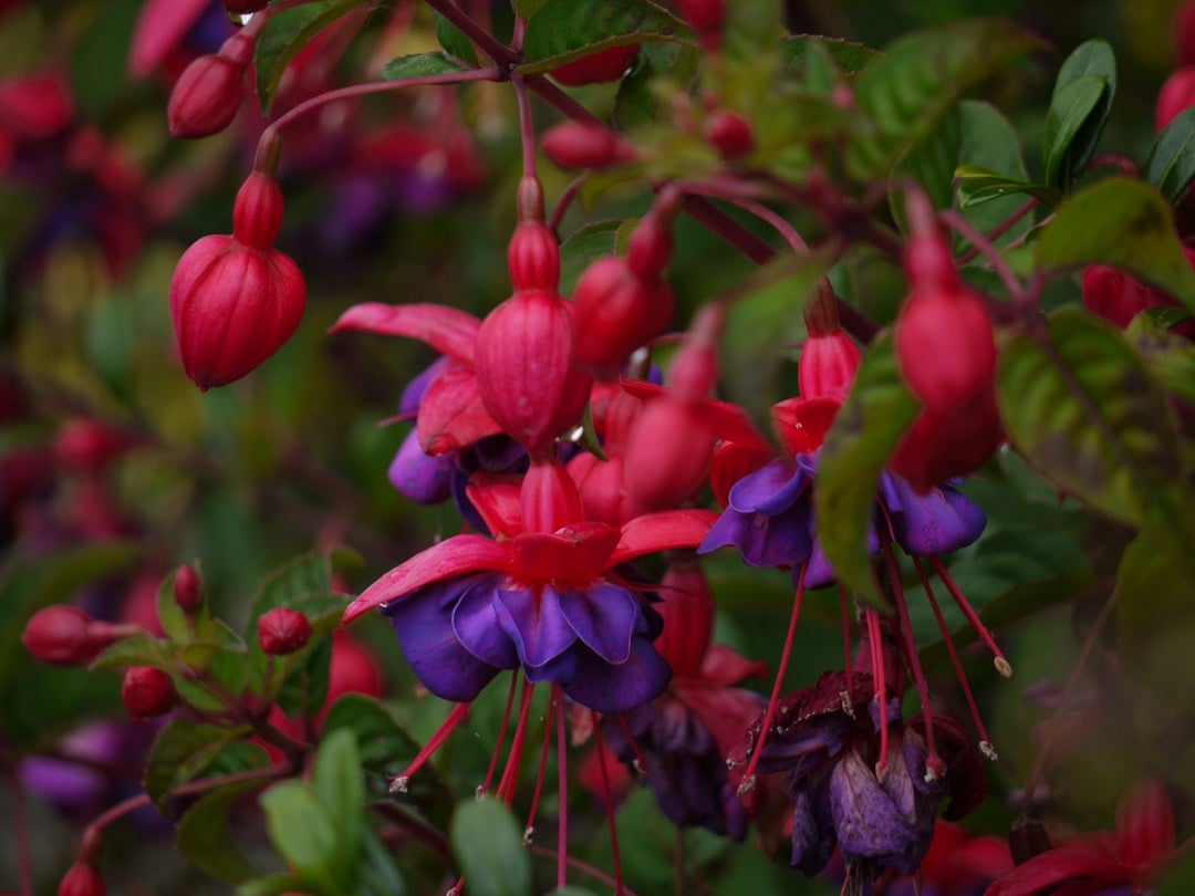 Fuchsia - The Dangling Delight (image credits: unsplash)