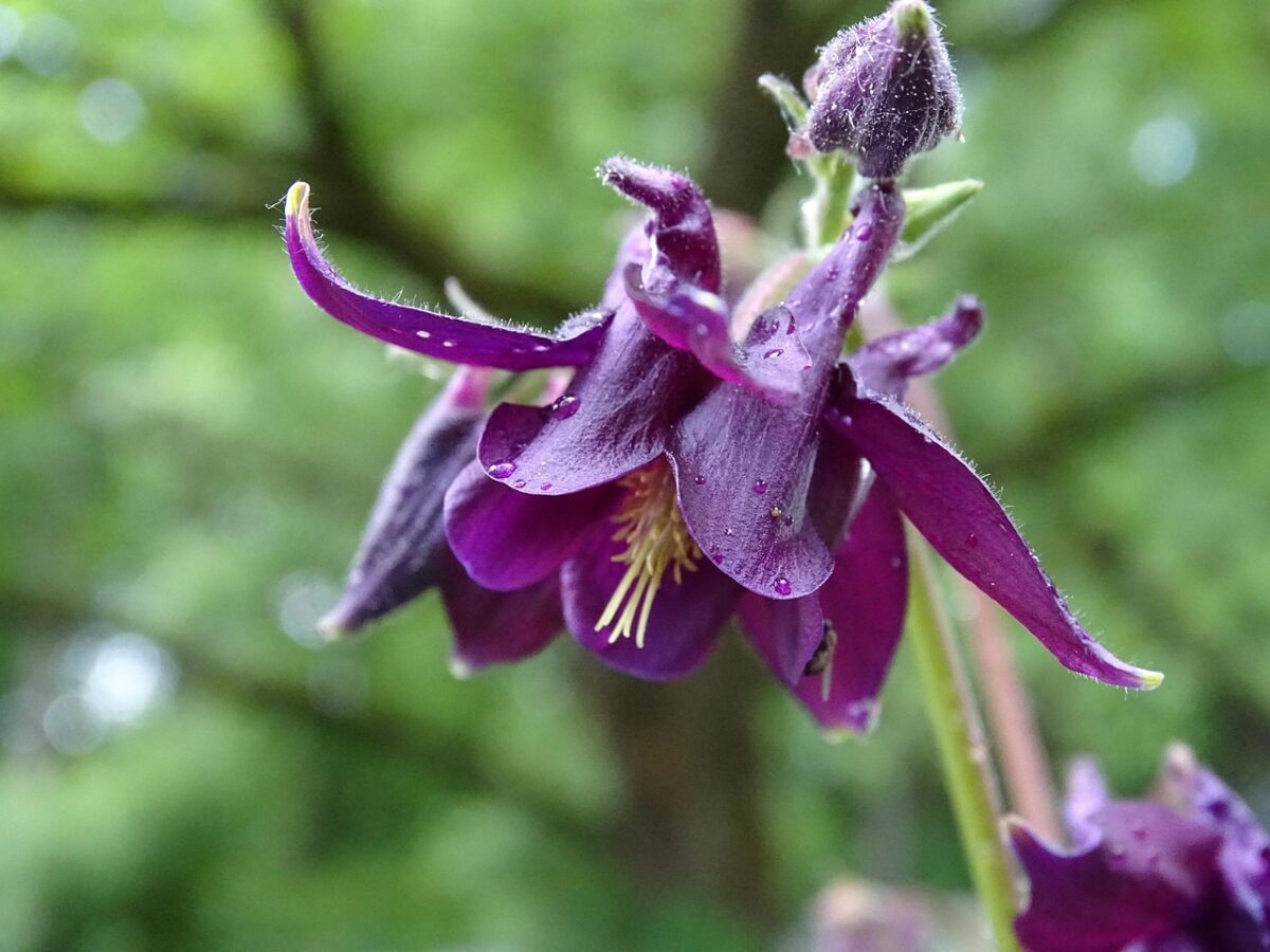 Columbine - The Early Season Treasure