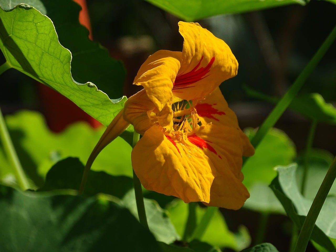 Nasturtiums - The Edible Surprise (image credits: pixabay)