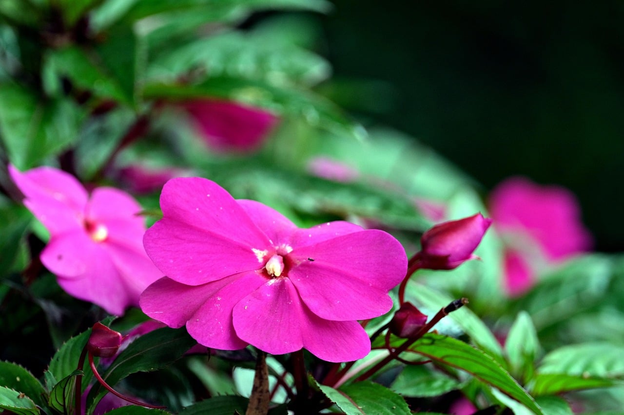 Impatiens - The Shade Garden Hero (image credits: pixabay)