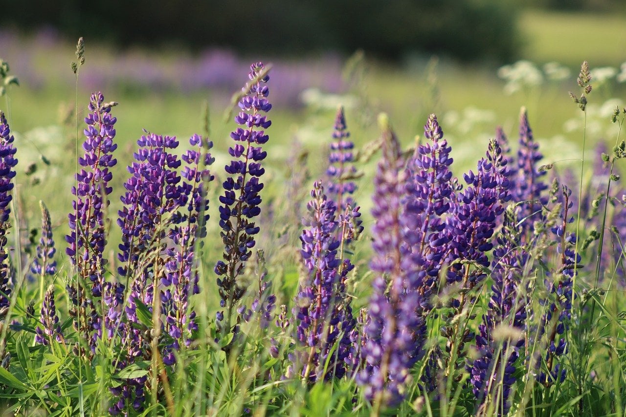 Lupine - The Towering Spikes (image credits: pixabay)