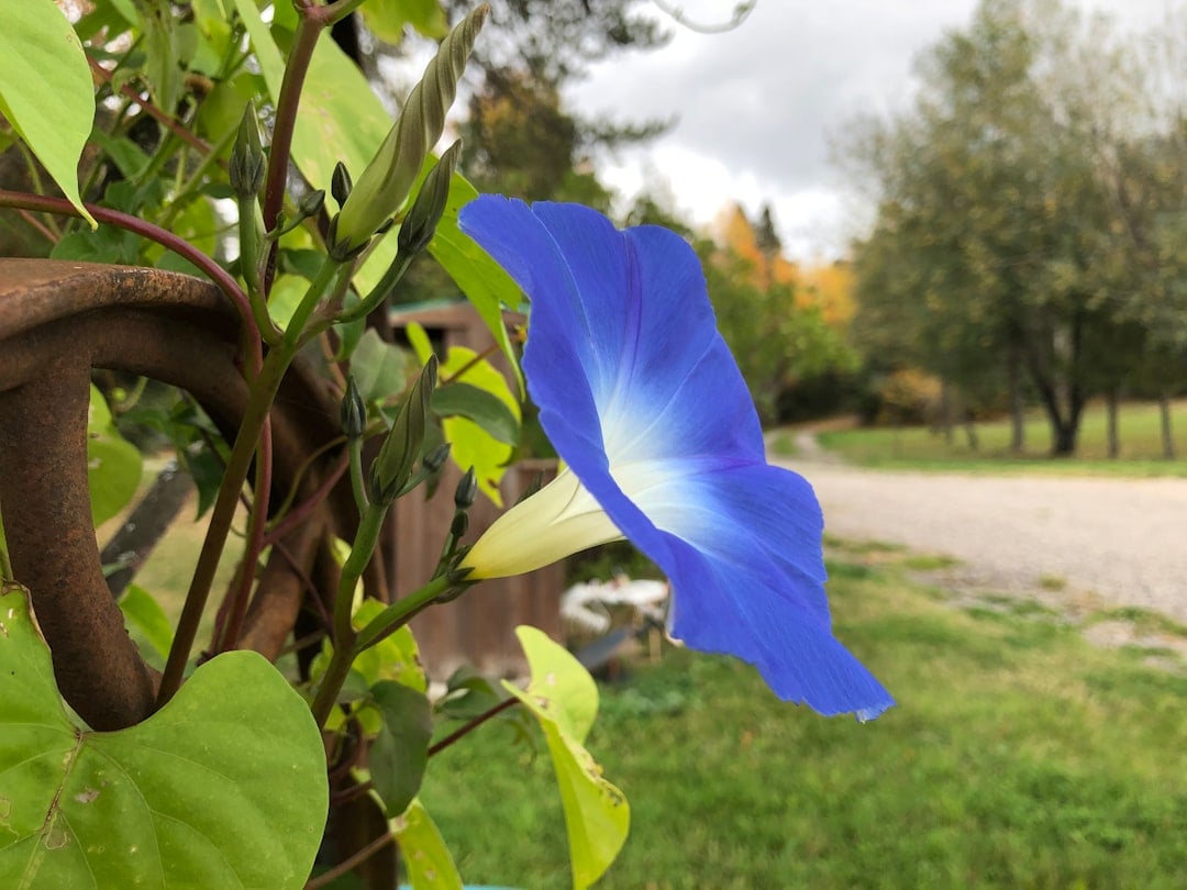 Morning Glory - The Climbing Marvel (image credits: unsplash)