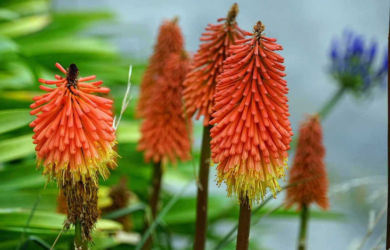 Hot Poker Plant - The Architectural Statement (image credits: pixabay)