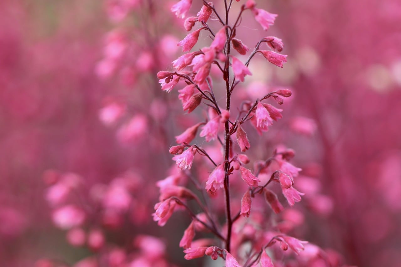 Coral Bells - The Foliage and Flower Combination (image credits: pixabay)